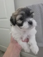 Anya, a female Bichon Frise and Shih Tzu for sale in Thornton, CO – 1 of 1