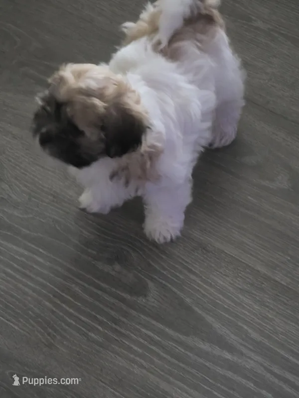 Roshin – Bichon Frise, Shih Tzu puppy for sale in Thornton, CO