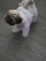 Roshin, a female Bichon Frise and Shih Tzu for sale in Thornton, CO – 1 of 3