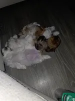 Roshin, a female Bichon Frise and Shih Tzu for sale in Thornton, CO – 2 of 3