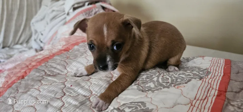Sheba – Chihuahua puppy for sale in Lumberton, MS