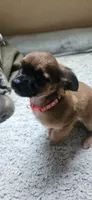 Binky, a female Chihuahua for sale in Lumberton, MS – 9 of 10