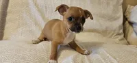 Sheba, a female Chihuahua for sale in Lumberton, MS – 5 of 6