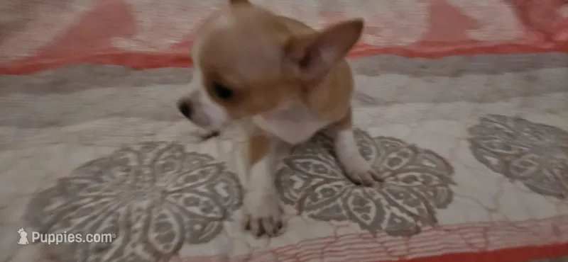 Sue – Chihuahua puppy for sale in Lumberton, MS