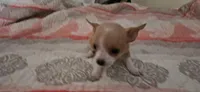 Sue, a female Chihuahua for sale in Lumberton, MS – 5 of 8
