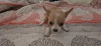 Sue, a female Chihuahua for sale in Lumberton, MS – 8 of 8