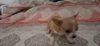 Sue, a female Chihuahua for sale in Lumberton, MS – 6 of 8