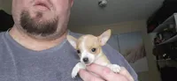 Sue, a female Chihuahua for sale in Lumberton, MS – 3 of 8