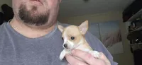 Sue, a female Chihuahua for sale in Lumberton, MS – 2 of 8