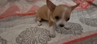 Sue, a female Chihuahua for sale in Lumberton, MS – 4 of 8
