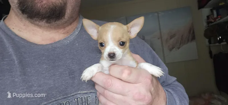 Sue – Chihuahua puppy for sale in Lumberton, MS