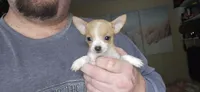 Sue, a female Chihuahua for sale in Lumberton, MS – 1 of 8