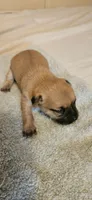 June, a female Chihuahua for sale in Lumberton, MS – 2 of 3