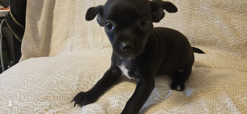 Domino – Chihuahua puppy for sale in Lumberton, MS