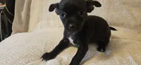 Domino, a female Chihuahua for sale in Lumberton, MS – 1 of 9