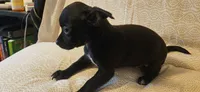 Domino, a female Chihuahua for sale in Lumberton, MS – 4 of 9