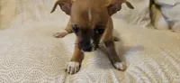 Sheba, a female Chihuahua for sale in Lumberton, MS – 6 of 6