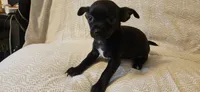 Domino, a female Chihuahua for sale in Lumberton, MS – 5 of 9