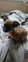 Binky, a female Chihuahua for sale in Lumberton, MS – 8 of 10