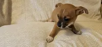 Sheba, a female Chihuahua for sale in Lumberton, MS – 3 of 6