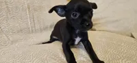 Domino, a female Chihuahua for sale in Lumberton, MS – 2 of 9