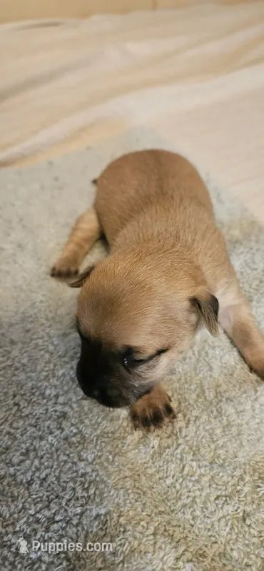 June – Chihuahua puppy for sale in Lumberton, MS