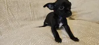 Domino, a female Chihuahua for sale in Lumberton, MS – 6 of 9