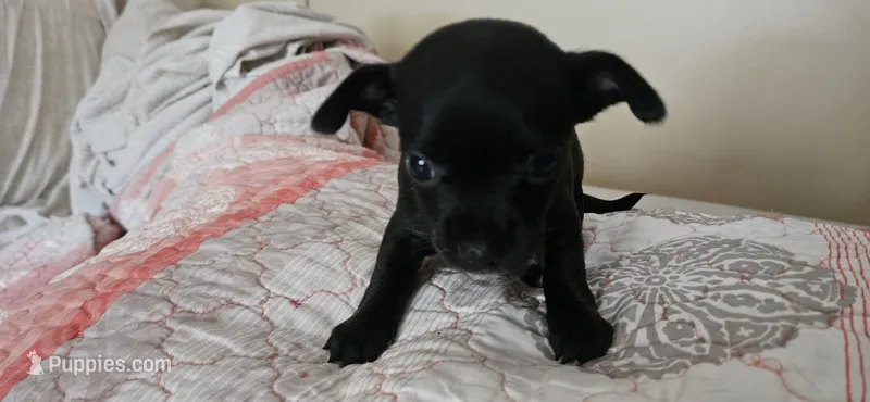 Domino – Chihuahua puppy for sale in Lumberton, MS