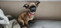 Binky, a female Chihuahua for sale in Lumberton, MS – 5 of 10