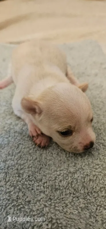 Diamond – Chihuahua puppy for sale in Lumberton, MS