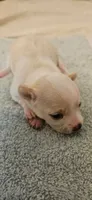 Diamond, a female Chihuahua for sale in Lumberton, MS – 1 of 3