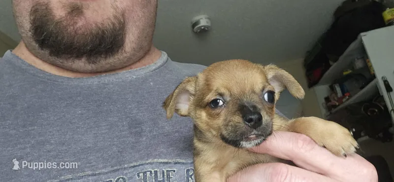 Davey  – Chihuahua puppy for sale in Lumberton, MS