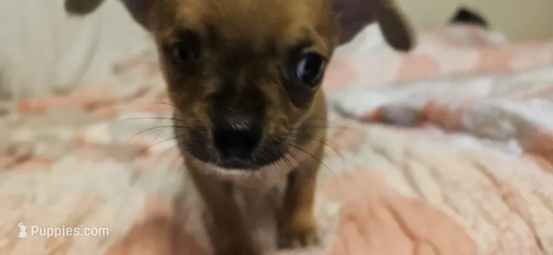 Davey  – Chihuahua puppy for sale in Lumberton, MS