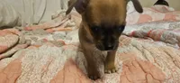 Davey , a male Chihuahua for sale in Lumberton, MS – 2 of 7
