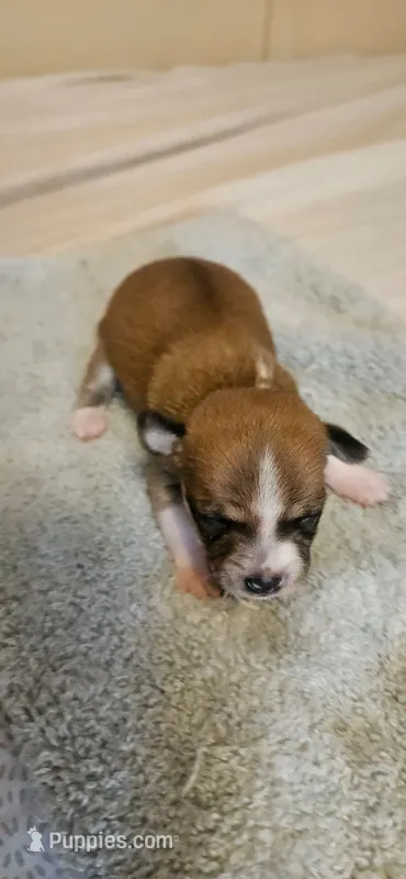 Finn – Chihuahua puppy for sale in Lumberton, MS