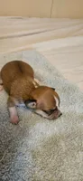 Finn, a female Chihuahua for sale in Lumberton, MS – 3 of 3