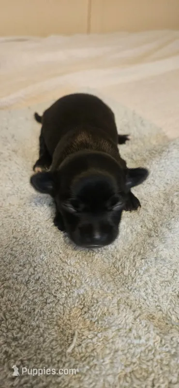 Domino – Chihuahua puppy for sale in Lumberton, MS