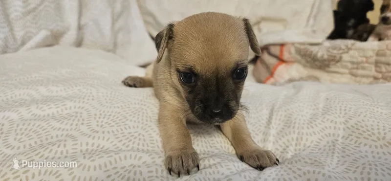 June – Chihuahua puppy for sale in Lumberton, MS