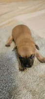 June, a female Chihuahua for sale in Lumberton, MS – 3 of 3