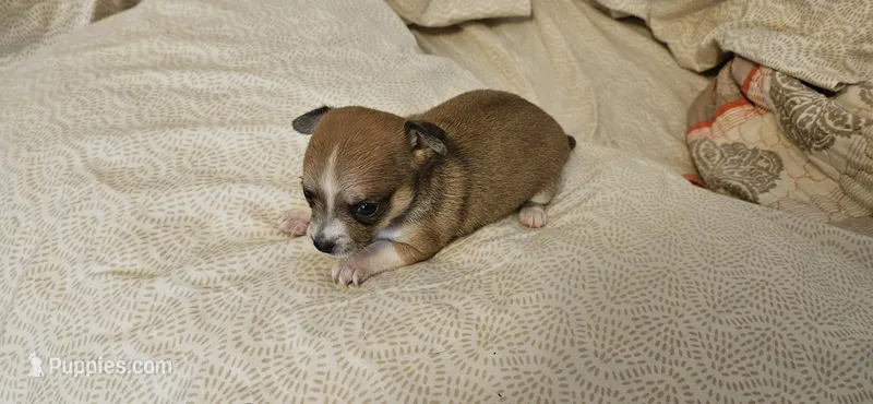 Finn – Chihuahua puppy for sale in Lumberton, MS