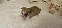 Finn, a female Chihuahua for sale in Lumberton, MS – 1 of 3