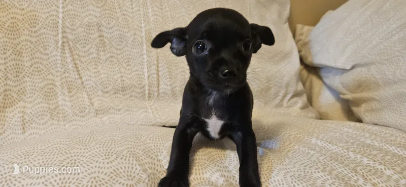 Domino – Chihuahua puppy for sale in Lumberton, MS