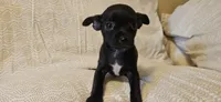 Domino, a female Chihuahua for sale in Lumberton, MS – 3 of 9