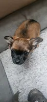 Binky, a female Chihuahua for sale in Lumberton, MS – 10 of 10