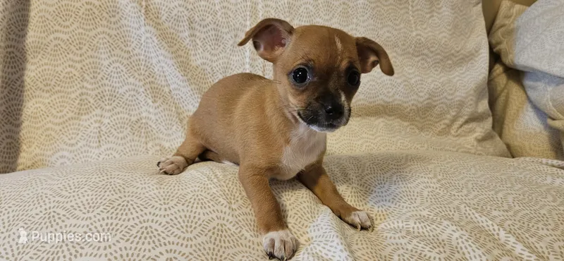 Sheba – Chihuahua puppy for sale in Lumberton, MS
