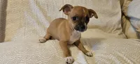 Sheba, a female Chihuahua for sale in Lumberton, MS – 1 of 6