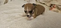 Finn, a female Chihuahua for sale in Lumberton, MS – 3 of 3
