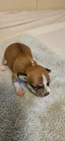Finn, a female Chihuahua for sale in Lumberton, MS – 2 of 3