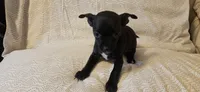 Domino, a female Chihuahua for sale in Lumberton, MS – 9 of 9