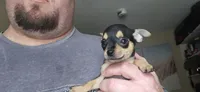 Barry, a male Chihuahua for sale in Lumberton, MS – 4 of 5